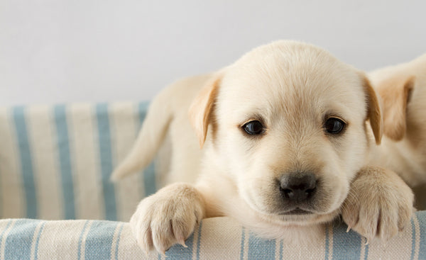 How to toilet training your puppy.