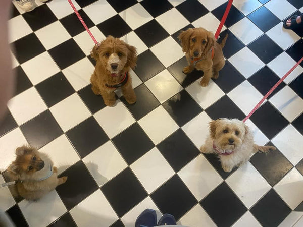 Puppy Development and socialisation