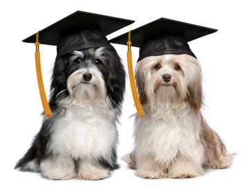 Puppy training: Benefits of Puppy School